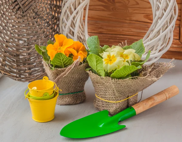 Primrose amarillo y pequeño empujón — Foto de Stock