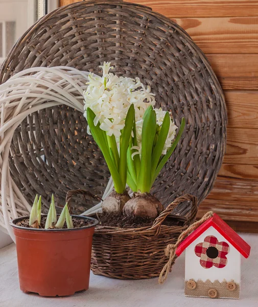 White hyacinths bloom in a basket — Stock Photo, Image