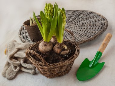 büyüyen bir sepet, eldiven ve kürek sümbül