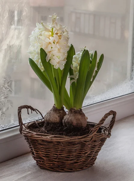 Witte hyacinten in een mand — Stockfoto