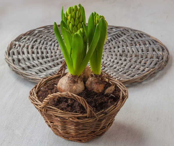 Sprouts hyacinths — Stock Photo, Image