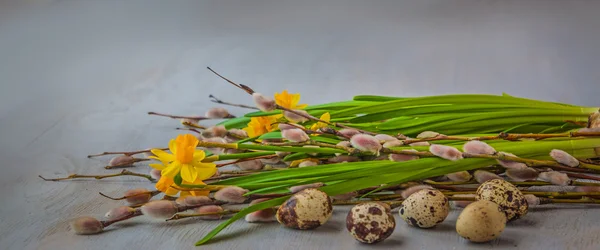 Žluté narcisy a větvičky vrby — Stock fotografie