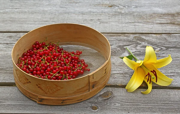 Sieve with freshly picked red currant berries and yellow lily — Stock Photo, Image