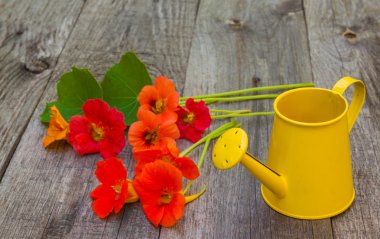 Nasturtiums and  watering can on a old table  clipart