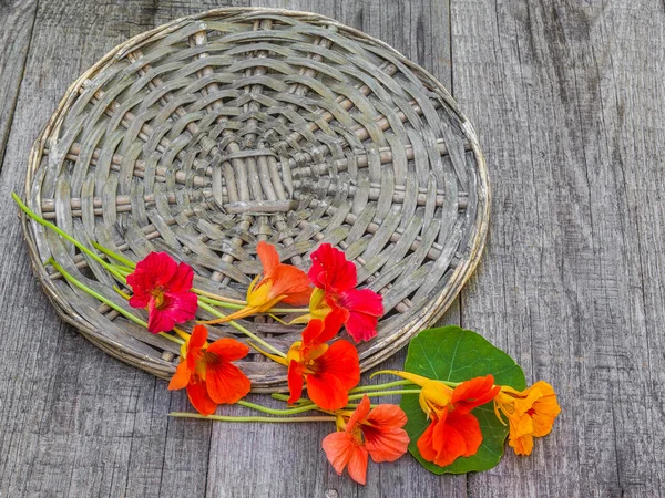 Summer still-life with flowers of nasturtium — Stock Photo, Image