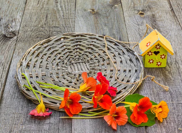 Sommer-Stilleben mit Blumen von Nasturtium und dekorative Sterne — Stockfoto