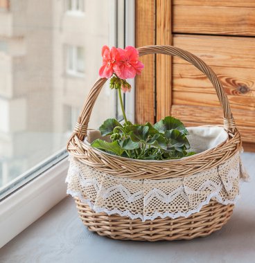 sepet pembe ıtır (sardunyalar) penceresinde ve