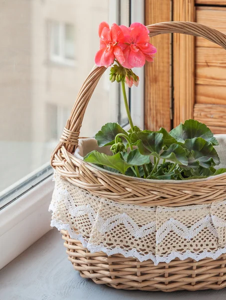 Koš s růžovými pelargonium (pelargonie) v okně — Stock fotografie