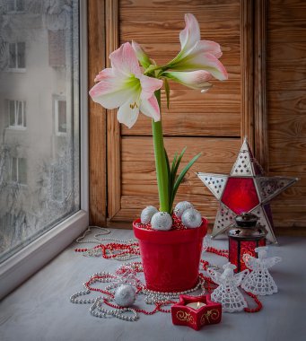 Pembe hippeastrum yanan muma yanında. Havva Advent