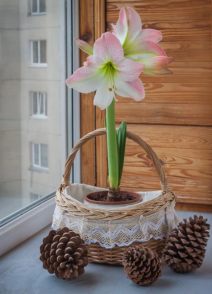 Růžový hippeastrum vedle jedle kužel. — Stock fotografie