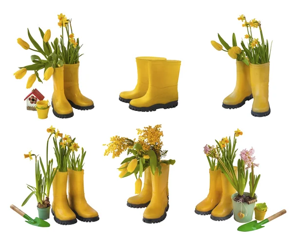 Set 6 Paar gelbe Gummistiefel und Narzissen, Tulpen, Mimosen iso — Stockfoto