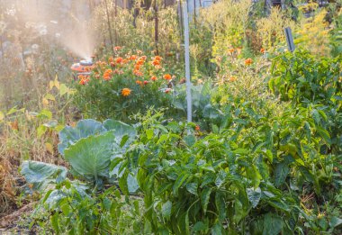 biber ile Sebze Bahçe Sulama