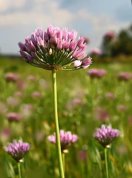 Blooming wild onions Meadow — Stock Photo, Image