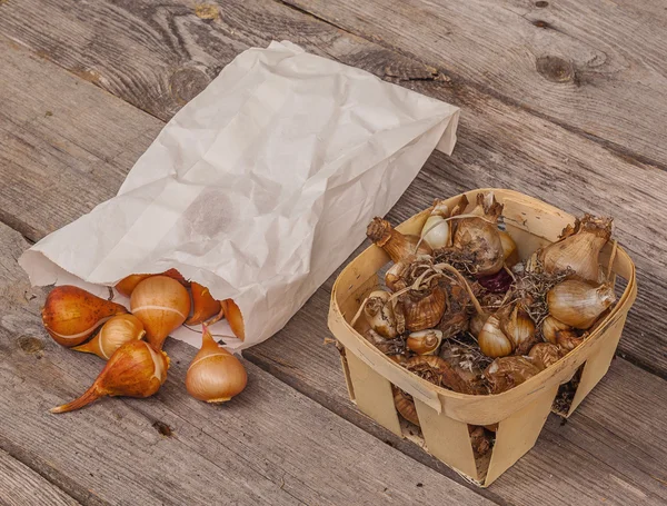 Tulpenzwiebeln und Zwiebeln von Narzissen an den Holztisch. — Stockfoto