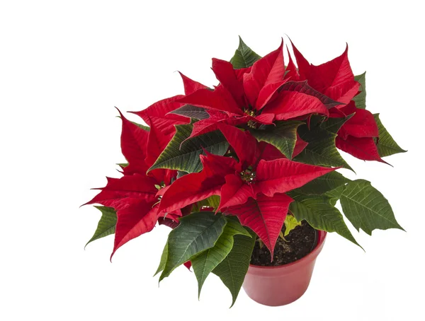 Rode poinsettia flower (euphorbia pulcherrima) over witte — Stockfoto