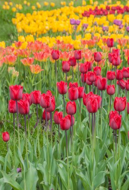 içinde bir flowerbed çiçekli laleler