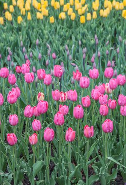 içinde bir flowerbed çiçekli laleler