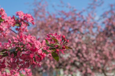 Çiçekli Sakura Şubesi