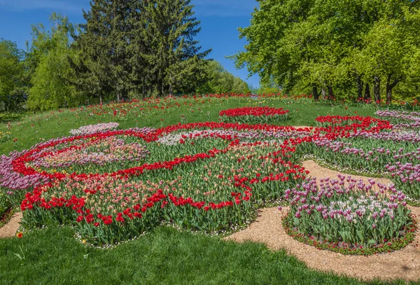 Bright tulips in one of Kiev's parks — Stock Photo, Image