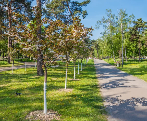 Sakura steegje in kiev — Stockfoto