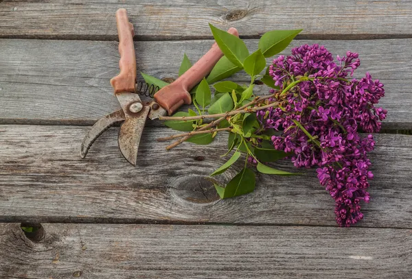 Paars-blauwe lila en tuinscharen — Stockfoto