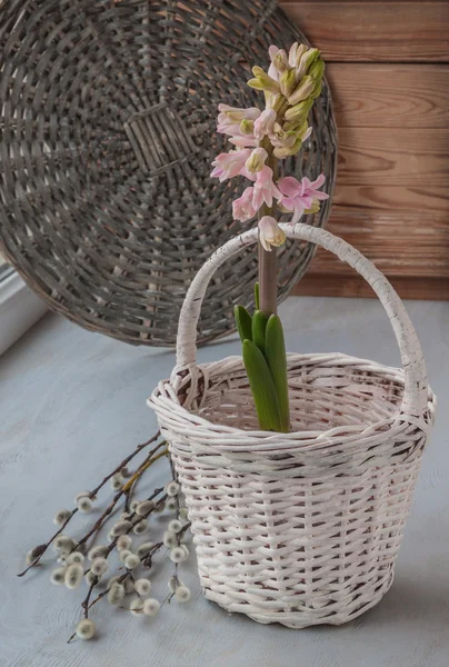 Hyacint en wilg twijgen — Stockfoto