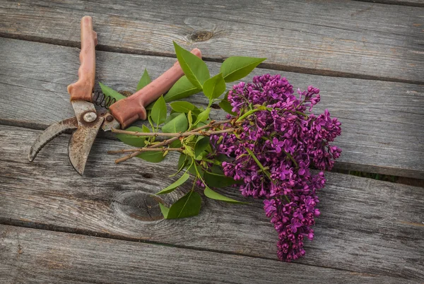 Purple-blue lilac and secateurs — Stock Photo, Image