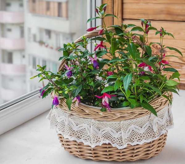 Fuktsia in   basket — Stock Photo, Image