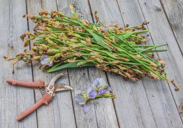 Faded irises and secateurs — Stock Photo, Image