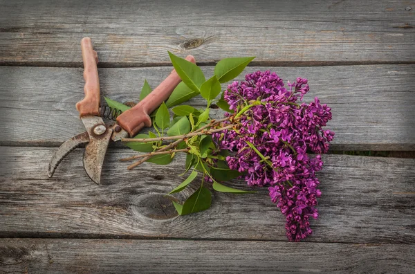 Lilac and secateurs — Stock Photo, Image