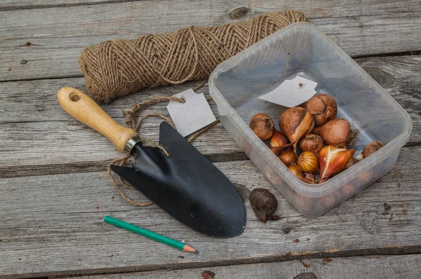 Bulbi di tulipano prima di piantare — Foto Stock