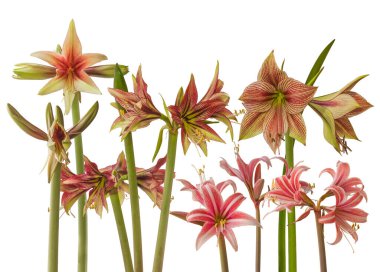 Kelebek Grubu Vahşi Amazon, Tatlı Lilian, Egzotik Yıldız ve Mistika 'yı beyaz bir arka plana yerleştir.