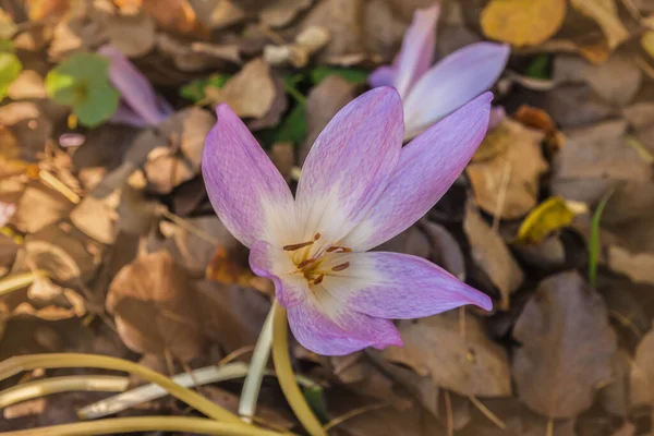 Kvetoucí Krokus Podzim Nebo Kolchicum Zahradě — Stock fotografie