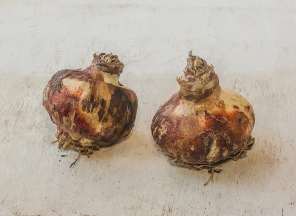 Deux Ampoules Hippeastrum Amaryllis Avec Des Racines Sur Table — Photo