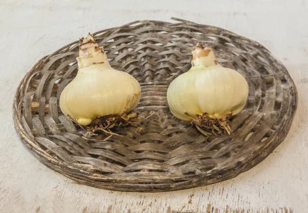 Two Bulbs Hippeastrum Amaryllis Roots Wicker Circle — Stock Photo, Image