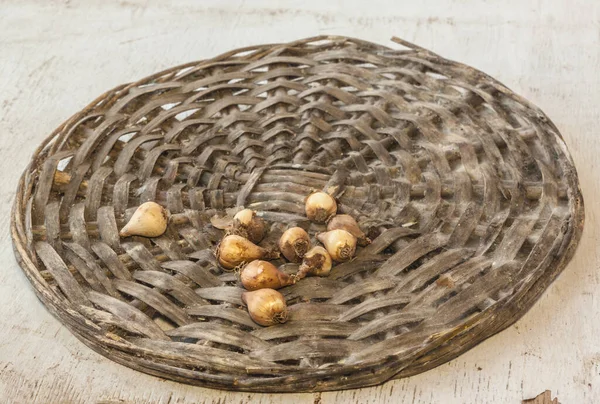 Sneeuwdruppelbollen Een Tafel Voor Het Planten — Stockfoto