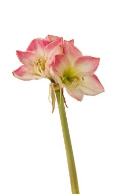 Beyaz arka planda bulunan çiçek pembe ve beyaz Hippeastrum (amaryllis) Galaksi Grubu 