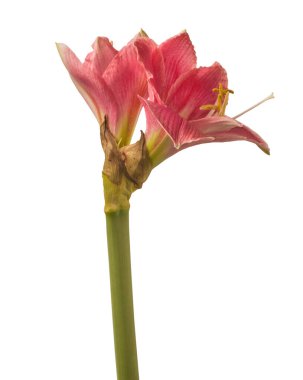 Beyaz arkaplan üzerindeki Çiçek Hippeastrum (amaryllis) Elmas Grubu veya Sonata 