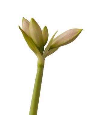 Bud double hippeastrum (amaryllis) 