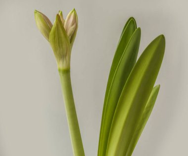Çift gonca Hippeastrum (amaryllis), gri arka planda 