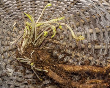 Uzun ömürlü bir haşhaş kökü ya da ahşap bir masada doğulu haşhaş. Düz yatıyordu