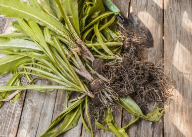 Büyüme mevsiminin sonunda ahşap bir masa üzerinde çeşitli ananas zambakları (Eucomis) çiçeği