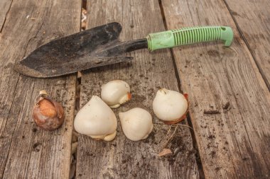 Bahçe küreği ve lale soğanları sonbaharda ahşap bir masada..