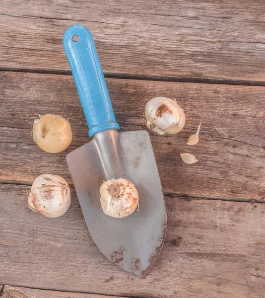 Ozdobný Česnek Nebo Allium Aflatunense Fialové Senzace Cibule Zahrada Malý — Stock fotografie