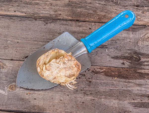 Lökar Fritillaria Persica Och Liten Spade Träbord Platt Äggläggning — Stockfoto