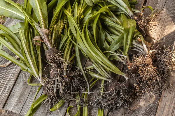 Květ Pestrobarevné Ananasové Lilie Eucomis Konci Vegetačního Období Dřevěném Stole — Stock fotografie