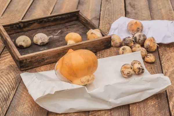 Zwiebeln Verschiedener Arten Von Dekorativem Allium Und Gartenschaufel Vor Dem — Stockfoto