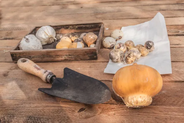 Bulbs Different Types Decorative Allium Garden Shovel Table Top View — Stock Photo, Image