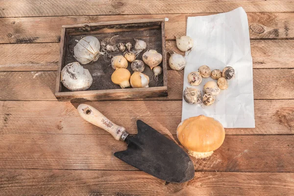 Zwiebeln Verschiedener Arten Von Dekorativem Allium Und Gartenschaufel Auf Einer — Stockfoto