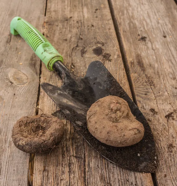 Cyklamen Hederifolium Knöl Och Trädgård Liten Spade Ett Träbord — Stockfoto